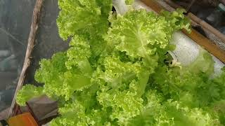 checkout my Hydroponically grown lettuc [upl. by Jerman496]