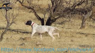 english pointer [upl. by Navetse56]