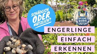 Engerlinge erkennen  so einfach ist es Nützliche von Schädlichen zu unterscheiden [upl. by Aihsekram]