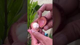 Mangosteen fruit peeling usa tropicalfruit fruitsworld fruitcutting fruit fruitnation [upl. by Anauq]