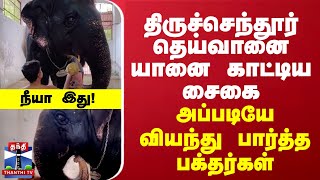 திருச்செந்தூர் தெய்வானை யானை காட்டிய சைகை அப்படியே வியந்து பார்த்த பக்தர்கள் [upl. by Ehrlich]