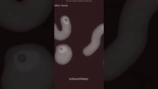 White Blood cells eye 👀 shortsvideo shorts science [upl. by Eseenaj]