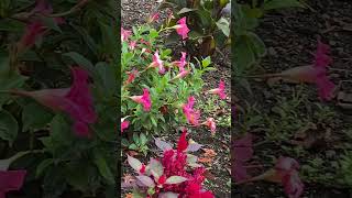 Pink Mandevilla Plant garden flowersbeautiful  Litha’s passion world [upl. by Cook]