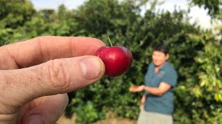 All about Acerola or Barbados Cherry Fruit Trees  Malpighia emarginata [upl. by Marjie]