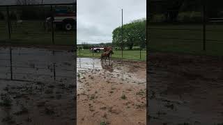 Sychronized Horse Play  a mini pony and its shadow [upl. by Artcele669]