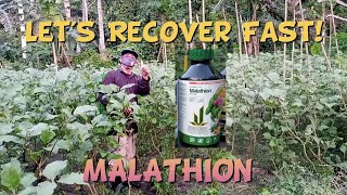 Malathion Application  Second Week Lets Recover Fast  Talong Farming tips [upl. by Koziel]