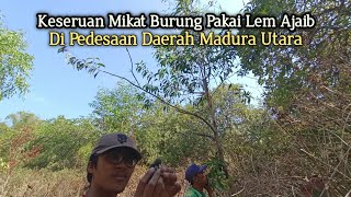 Pengalaman Menangkap Burung Pakai Lem Ajaib Di Persawahan  Kehidupan Pedesaan Madura Utara [upl. by Saltzman]