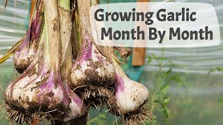 How To Grow Garlic Part 2 Month By Month On A UK Allotment [upl. by Ahsiyn253]