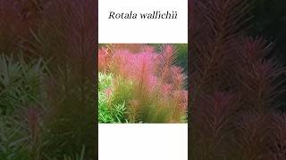 Atlas de plantas  ROTALA WALLICHII shorts acuario plantas acuarioplantado [upl. by Merill]