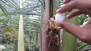 How to get rid of Coconut BeetlesRepel and control Rhinoceros Beetles using Naphthalene Balls [upl. by Remmer]