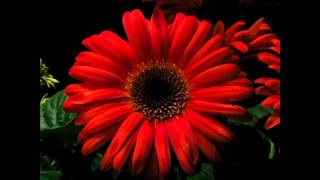 Gerbera Blooming Timelapse [upl. by Yasmar702]