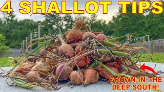 How To Grow SHALLOTS In ANY Climate Complete Curing And Storing Guide [upl. by Nalym]