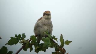 Red backed Shrike Grauwe klauwier Wierdense veld The Netherlands Luuk Punt 240725 2 [upl. by Enyawud]