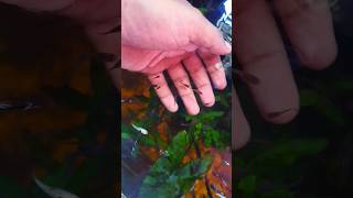 Hand tamed feeding to mixed fish fry guppy mollyfish platy shorts fish fishing trending [upl. by Ettenay]