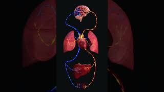 Double circulatory system class 10 the life process 3D video [upl. by Rotow]