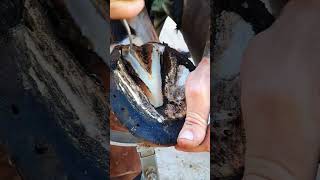 Trim horseshoes farrier horse [upl. by Direj]