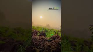 🌄🌄Farming video 🌾🌾🚜 [upl. by Avra]