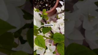 White Bougainvillea gardener viralshort youtubeshorts [upl. by Erodisi]