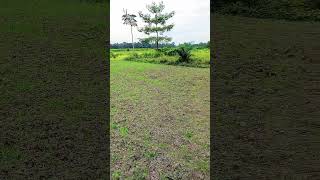 Palm oil farmig in Assamhttpsyoutubecomcultivation1sidhUK8tjwjmEuIN [upl. by Nnahgiel]