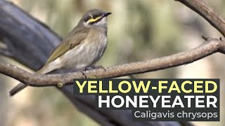 Yellowfaced Honeyeater Caligavis chrysops  Banyule Flats Reserve Victoria AUSTRALIA [upl. by Anoyek]