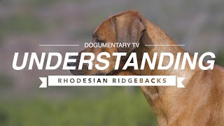 UNDERSTANDING RHODESIAN RIDGEBACKS [upl. by Riess]