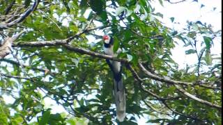 Malkoha Sri Lanka Red Faced 122 [upl. by Cowley]