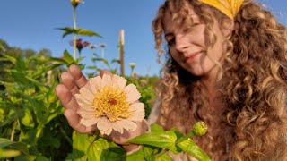 Complete Floret Zinnia Tour Late July [upl. by Arivle]