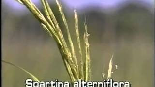 How to identify Salt marsh cordgrass Spartina alterniflora [upl. by Zavala485]