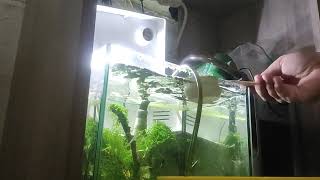 serwis krewetkarium shrimp tank service [upl. by Poirer]