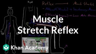 Muscle stretch reflex  Organ Systems  MCAT  Khan Academy [upl. by Vassili]