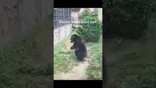 🐒 Why This Chimpanzee Cursed At The Electric Fence 😂 [upl. by Hayman]