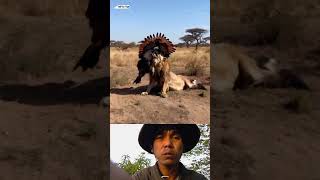 Eagle Vs Lion  animals wildlife viralvideo shortsvideo eagles lion [upl. by Norrat]