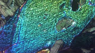 Amphibole hornblende verte au microscope polarisant LPA [upl. by Aylmer759]