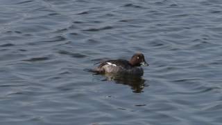 Bucephala clangula Delta del Llobregat 2016 17 [upl. by Cykana]