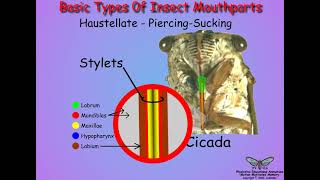 03 Insect Mouhpart Variations [upl. by Elleniad]