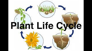 The Life Cycle of a Plant [upl. by Inessa]