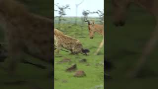 Helplessness and Despair A Hartebeest Mother’s Struggle Against Jackals and a Determined Hyena [upl. by Anatlus]