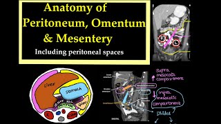 Anatomy of PeritoneumOmentum and Mesentery Including peritoneal spaces l radiology [upl. by Shaffer]