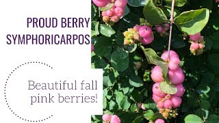 Proud Berry Symphoricarpos  gardencrossingscom [upl. by Dlawso]