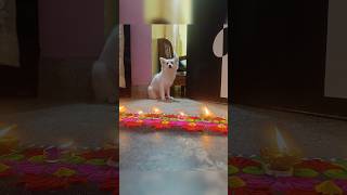 Happy Diwali 🎇🐾❤️ milkies cuteanimal pets milky youtubeshort love diwali shorts [upl. by Rikahs]