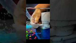 Best internal filter for aquarium🥰💯fish aquarium viralvideo shorts phonk shortfeed pets new [upl. by Brook]