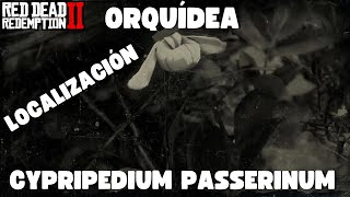 Localización de las 10 Orquídeas Cypripedium passerinum de RDR2 [upl. by Yeniffit]