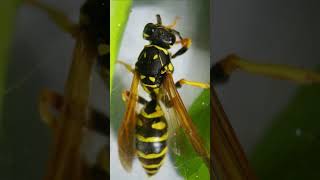 Exploring Polistes Dominula European paper wasp under a Microscope [upl. by Downs848]