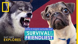 Why It Actually Might Be Survival of the Friendliest  Nat Geo Explores [upl. by Goodyear]