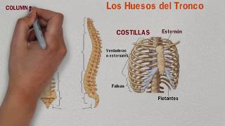 🔵 HUESOS del TRONCO 👆 HUESOS del TÓRAX  Columna Vertebral y Costillas ✔️ [upl. by Arata]