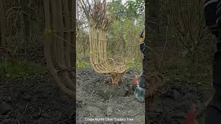 Crape Myrtle Chair Topiary Tree Digging Process [upl. by Ahseen]