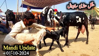 Sahiwal Bakra Mandi Ki Update Cute Beetal Bacchow Wali BakriyanToday Latest Update Sahiwal bkra mnd [upl. by Errol640]