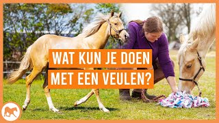 Wat kun je allemaal met een veulen doen [upl. by Belia413]