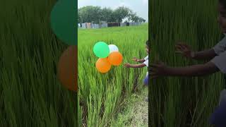 Gubara double karne ke liye Chhotu dhaan Khet Mein De Diya new youtubeshorts video [upl. by Asenad]