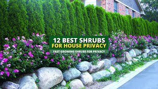 Top 12 Best Fast Growing Shrubs for Privacy 🌿🌸 [upl. by Ardaed617]